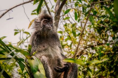 Silberner Haubenlangur / Silvery Langur - Silvery Lutung - Silvered Leaf Monkey