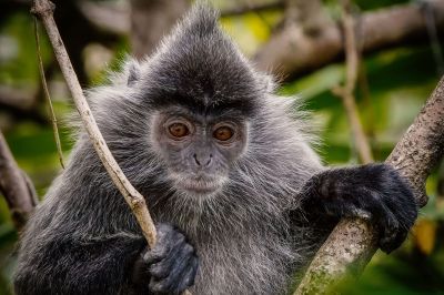 Silberner Haubenlangur / Silvery Langur - Silvery Lutung - Silvered Leaf Monkey