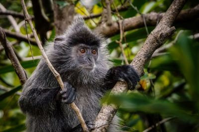 Silberner Haubenlangur / Silvery Langur - Silvery Lutung - Silvered Leaf Monkey