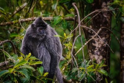 Silberner Haubenlangur / Silvery Langur - Silvery Lutung - Silvered Leaf Monkey