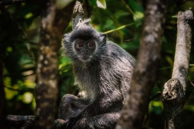 Silberner Haubenlangur / Silvery Langur - Silvery Lutung - Silvered Leaf Monkey