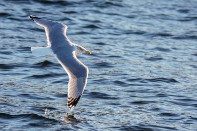 Silbermöwe / European Herring Gull