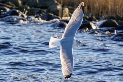 Silbermöwe / European Herring Gull