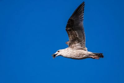 Silbermöwe (2. Winter) / European Herring Gull