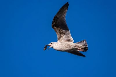 Silbermöwe (2. Winter) / European Herring Gull