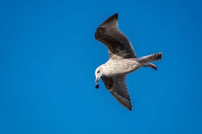 Silbermöwe (2. Winter) / European Herring Gull