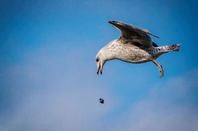 Silbermöwe (2. Winter) / European Herring Gull