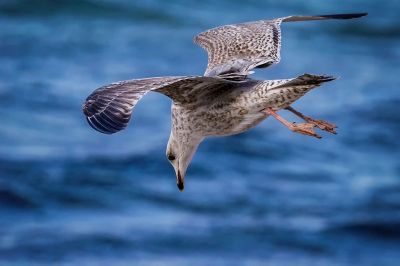 Silbermöwe (2. Winter) / European Herring Gull