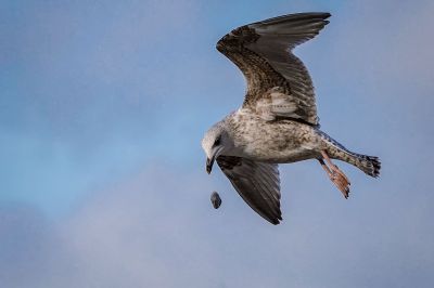 Silbermöwe (2. Winter) / European Herring Gull