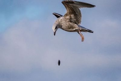 Silbermöwe (2. Winter) / European Herring Gull