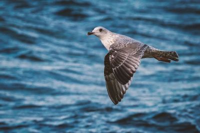 Silbermöwe (2. Winter) / European Herring Gull