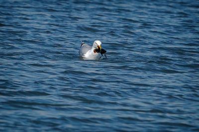 Silbermöwe schnappt sich ein Blässhuhn Küken