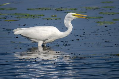 Silberreiher / Great Egret