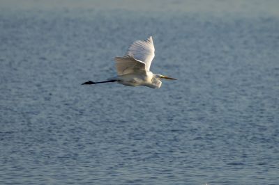 Silberreiher / Great Egret