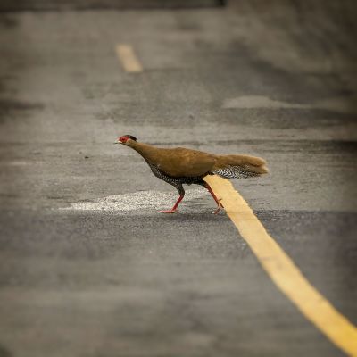 Silberfasan (W) / Silver Pheasant