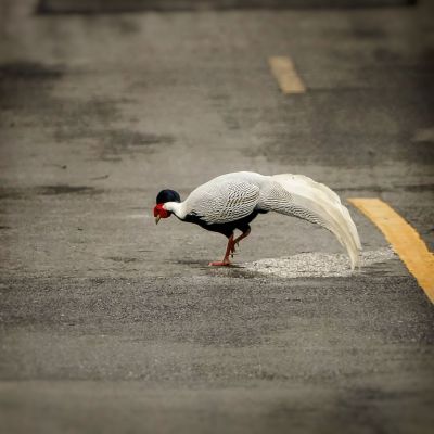 Silberfasan (M) / Silver Pheasant