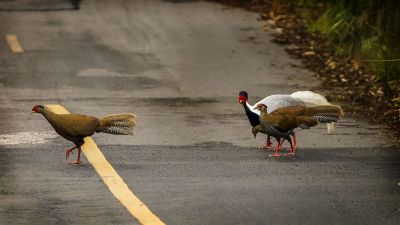 Silberfasan (M&W) / Silver Pheasant