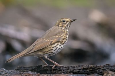 Singdrossel / Song Thrush