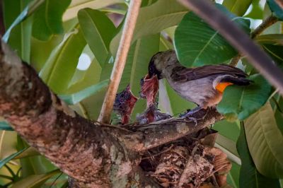 Kotilangbülbül / Sooty-headed Bulbul