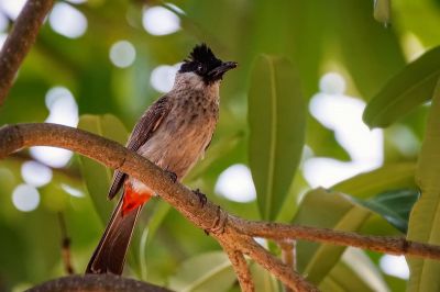 Kotilangbülbül / Sooty-headed Bulbul