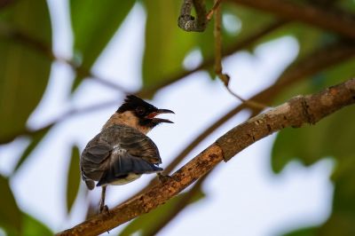 Kotilangbülbül / Sooty-headed Bulbul