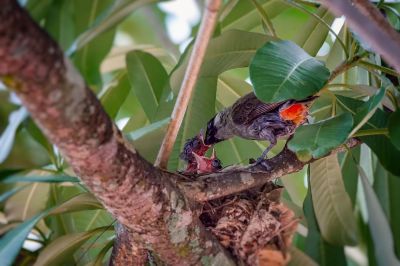 Kotilangbülbül / Sooty-headed Bulbul