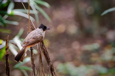 Kotilangbülbül / Sooty-headed Bulbul