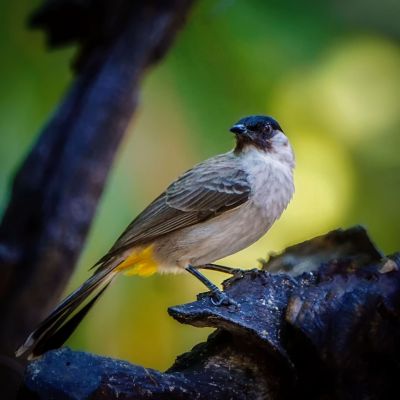 Kotilangbülbül / Sooty-headed Bulbul