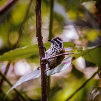 Tüpfelzwergspecht / Speckled Piculet