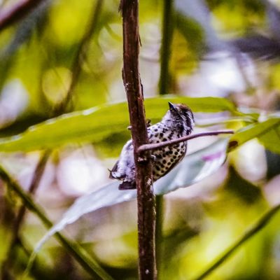 Tüpfelzwergspecht / Speckled Piculet