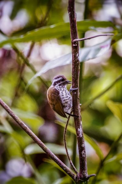 Tüpfelzwergspecht / Speckled Piculet