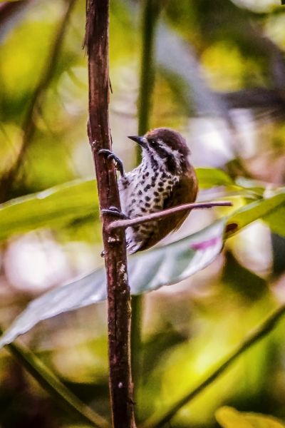 Tüpfelzwergspecht / Speckled Piculet