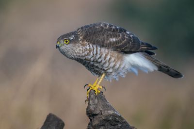 Ein juveniler Sperber / Eurasian Sparrowhawk, oder auch Northern Sparrowhawk