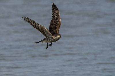 Sperber (Juv) /  Eurasian Sparrowhawk - Northern Sparrowhawk