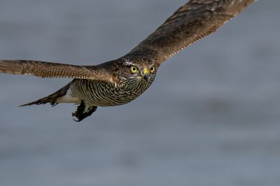 Sperber (Juv) /  Eurasian Sparrowhawk - Northern Sparrowhawk