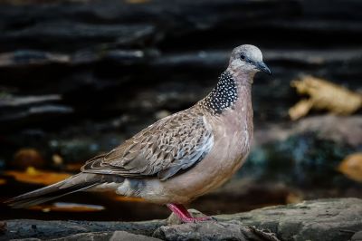 Perlhalstaube / Spotted Dove