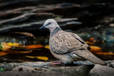 Perlhalstaube / Spotted Dove