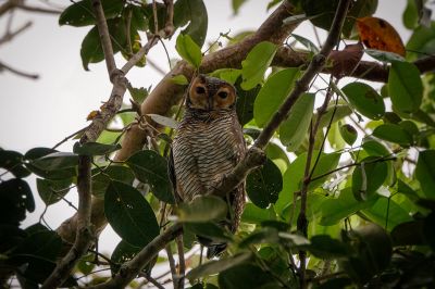 Pagodenkauz / Spotted Wood-owl