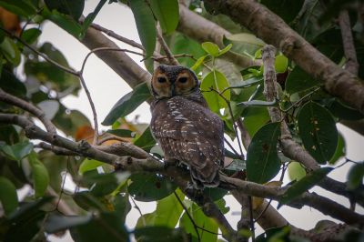 Pagodenkauz / Spotted Wood-owl