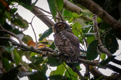 Pagodenkauz / Spotted Wood-owl