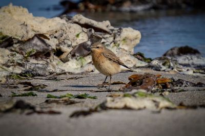 Steinschmätzer (F) / Northern Wheatear