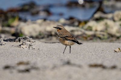 Steinschmätzer (M) / Northern Wheatear