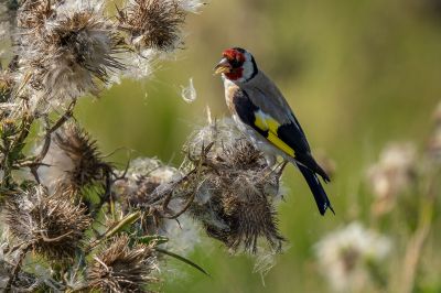 Stieglitz - Distelfink / European Goldfinch