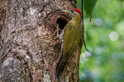 Burmagrünspecht (M) / Streak-breasted Woodpecker