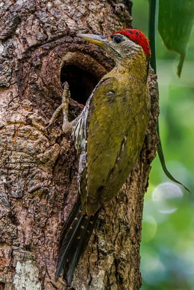 Burmagrünspecht (M) / Streak-breasted Woodpecker