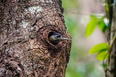 Burmagrünspecht (W) / Streak-breasted Woodpecker