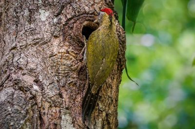 Burmagrünspecht (M) / Streak-breasted Woodpecker