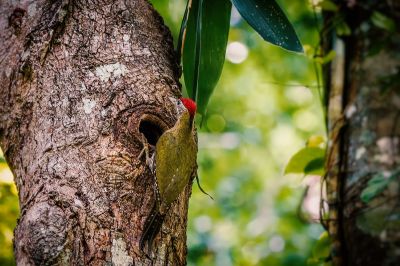 Burmagrünspecht (M) / Streak-breasted Woodpecker