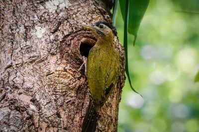 Burmagrünspecht (W) / Streak-breasted Woodpecker