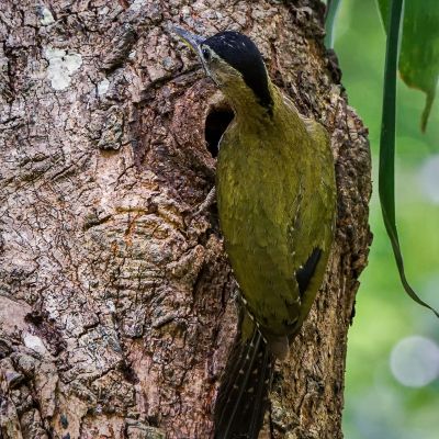 Burmagrünspecht (W) / Streak-breasted Woodpecker